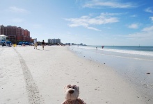 Ich bin am Strand von Clearwater Beach!