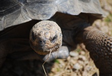 Ein Kröt - Schildkröt!