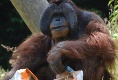 Der Orang Utan Chef hat was zu essen