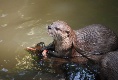 Otter beim essen