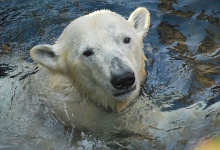 Dann schwimm ich halt weiter!