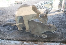 Was machen die Pumas denn da?