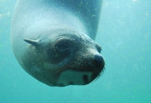 Der Seelöwe hat uns beobachtet...