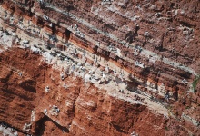 Viele Piepvögel, die in den Felsen wohnen