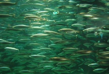 Viele Fische im Aquarium