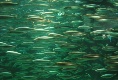 Viele Fische im Aquarium