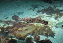Der Rochen schaut immer aus dem Wasser. Gefährlich!