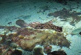 Der Rochen schaut immer aus dem Wasser. Gefährlich!