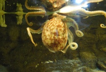 Kraken gibt es dort auch