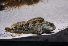 Und verschiedene Fische