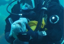 Das Taucher füttert die Fische und spielt mit ihnen