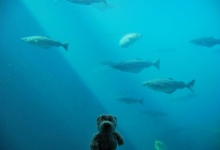 Ich bin im Aquarium!