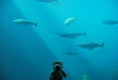 Ich bin im Aquarium!