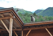 Typisch für Norwegen: Ziegen auf dem Dach