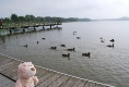 Am Schmacher See, viele Enten gibt es hier