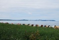 Wie überall auf Rügen - viele Strandkörbe