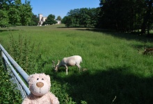 Wilde Tiere im Park von Putbus