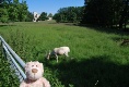 Wilde Tiere im Park von Putbus