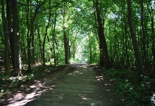 Im Wald auf Hiddensee, zurück nach Kloster