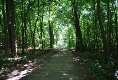 Im Wald auf Hiddensee, zurück nach Kloster