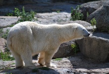 Eisbären waren auch da