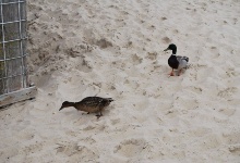 Holländische Strandenten